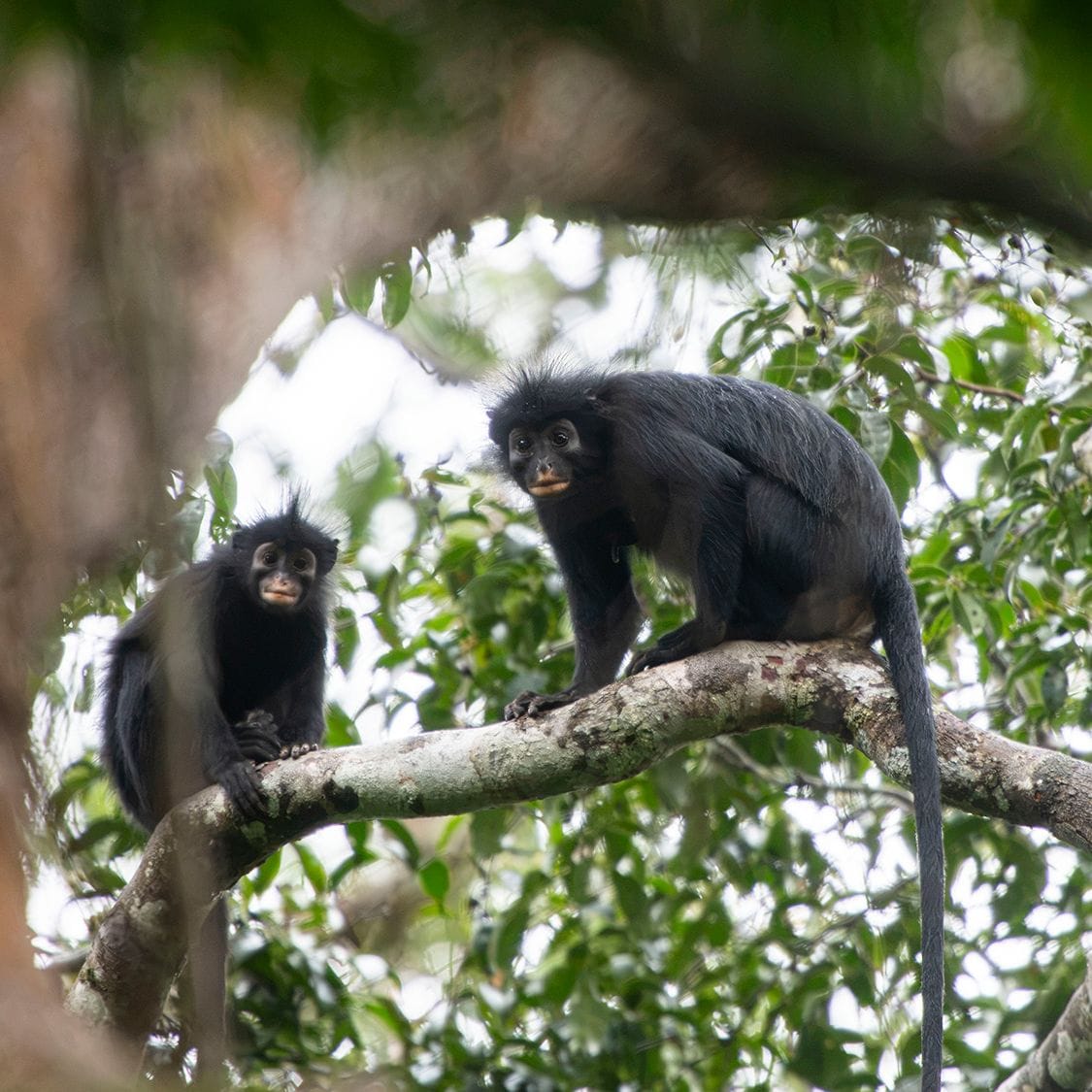 New Monkey Species With Orange Lips Discovered Hiding in DR Congo Forest