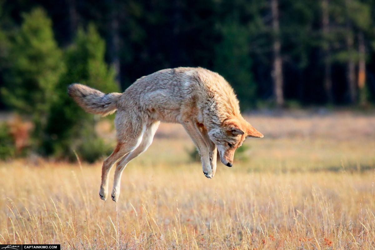 Coming Late, Leaving Early