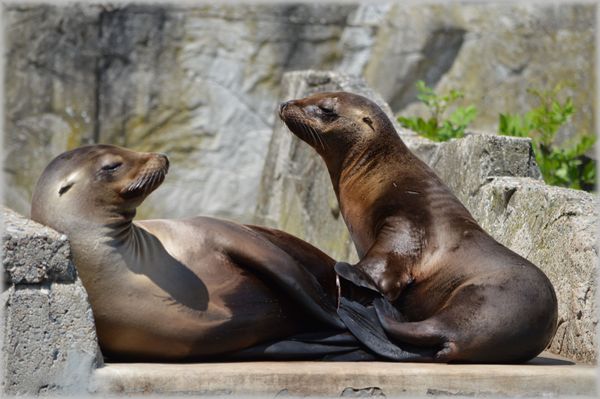 Unwilling to Understand