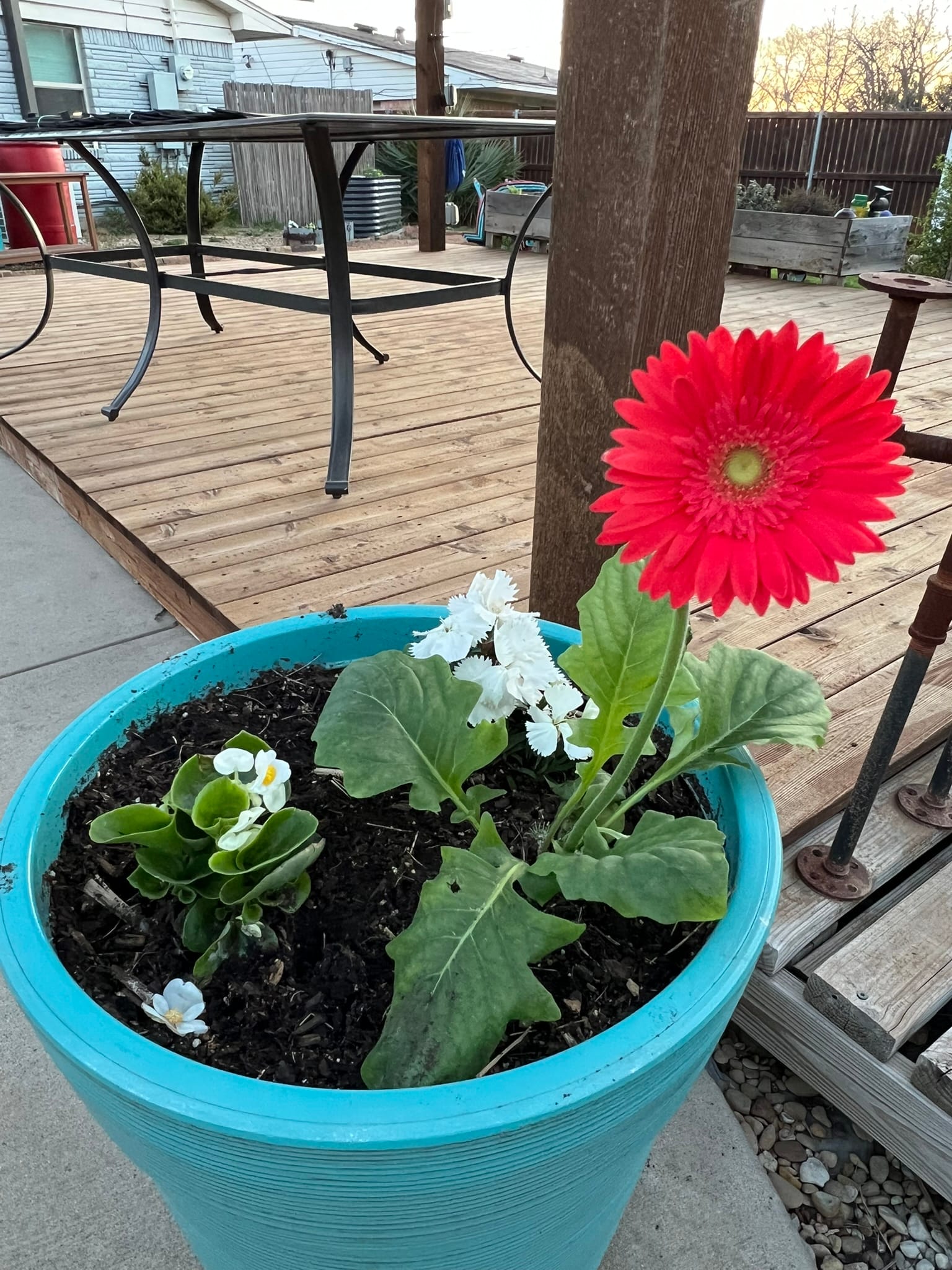 Bright red gerbera daisy and white begonias in a turquoise planter pot on a wooden deck.