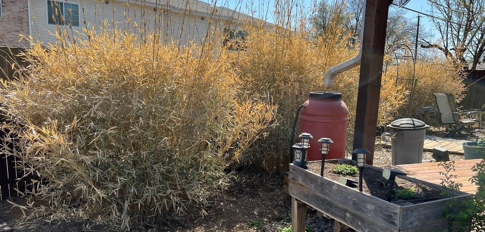 Tall golden bamboo plants growing densely in backyard with raised planter box and red rain barrel visible, showing plants in need of nutrients and care.