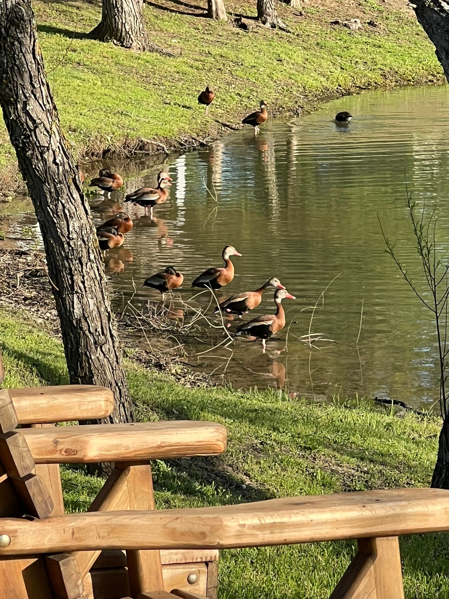 A serene lake scene with multiple ducks swimming near the shore, viewed from wooden benches at the tiny home community, with trees and grassy banks surrounding the water.