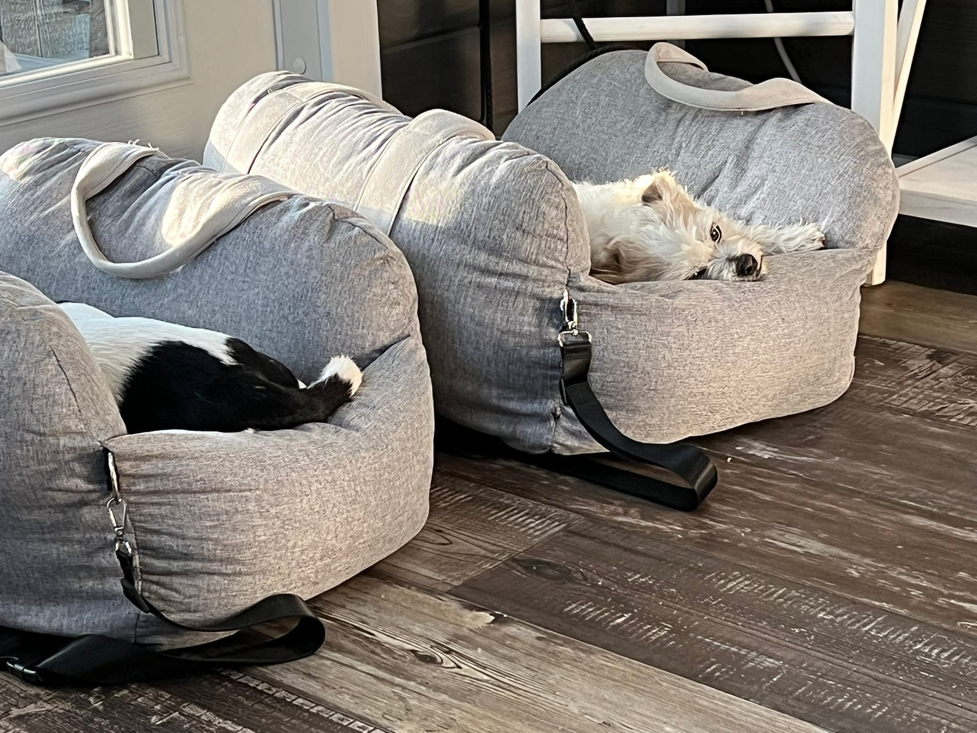 Two portable gray dog beds with travel straps, one containing a white dog resting and the other showing part of a black and white dog, on wooden flooring in the Tinytel rental.
