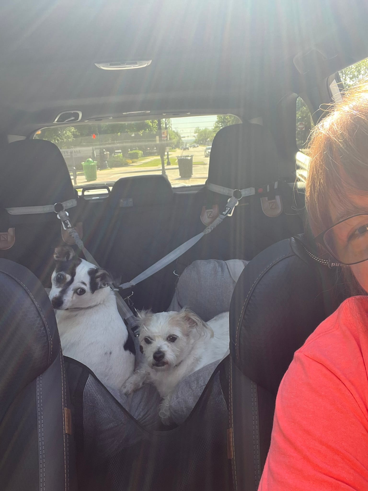 Selfie inside a car showing two small dogs - one white and brown, one white - sitting together on a backseat hammock protector, with a person in a coral shirt visible.