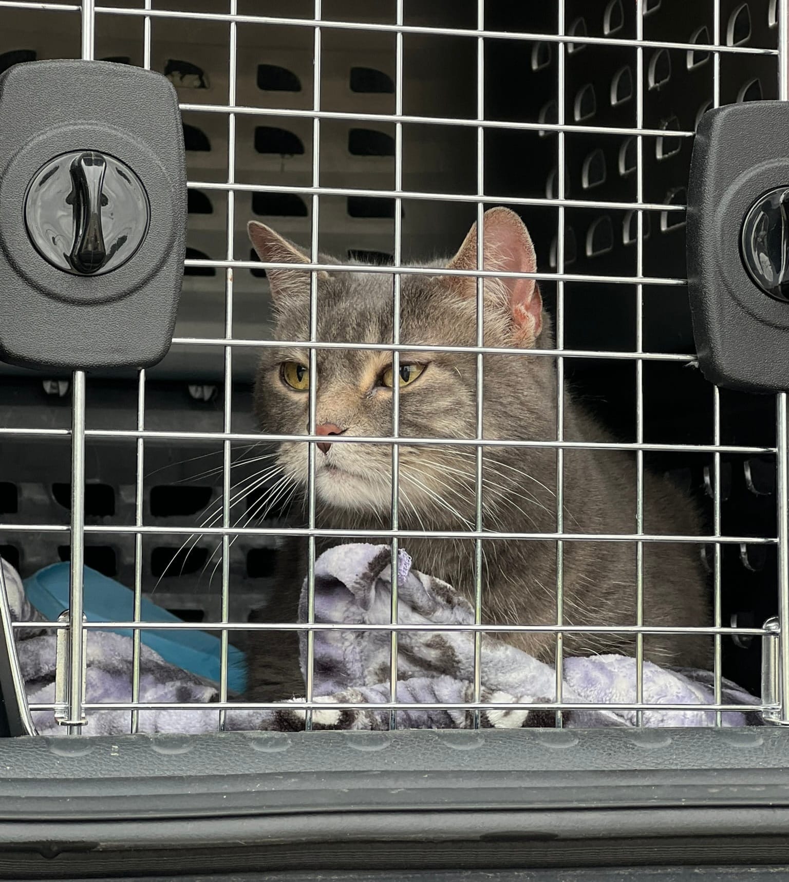 Gray cat looking unimpressed inside a pet carrier during house showing preparations.