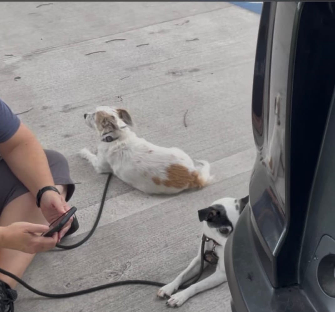 Woman in baseball cap and gray shirt sitting cross-legged on pavement next to a white and brown dog, with phone charging cable visible, waiting during a house showing.