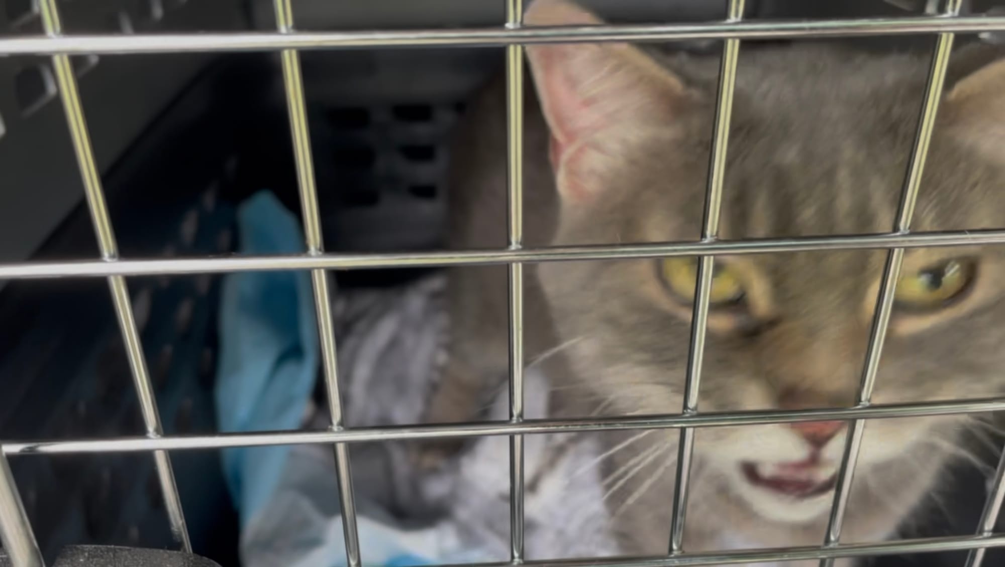 Gray cat looking out through metal wire carrier door, sitting in the back of a car during a house showing preparation.