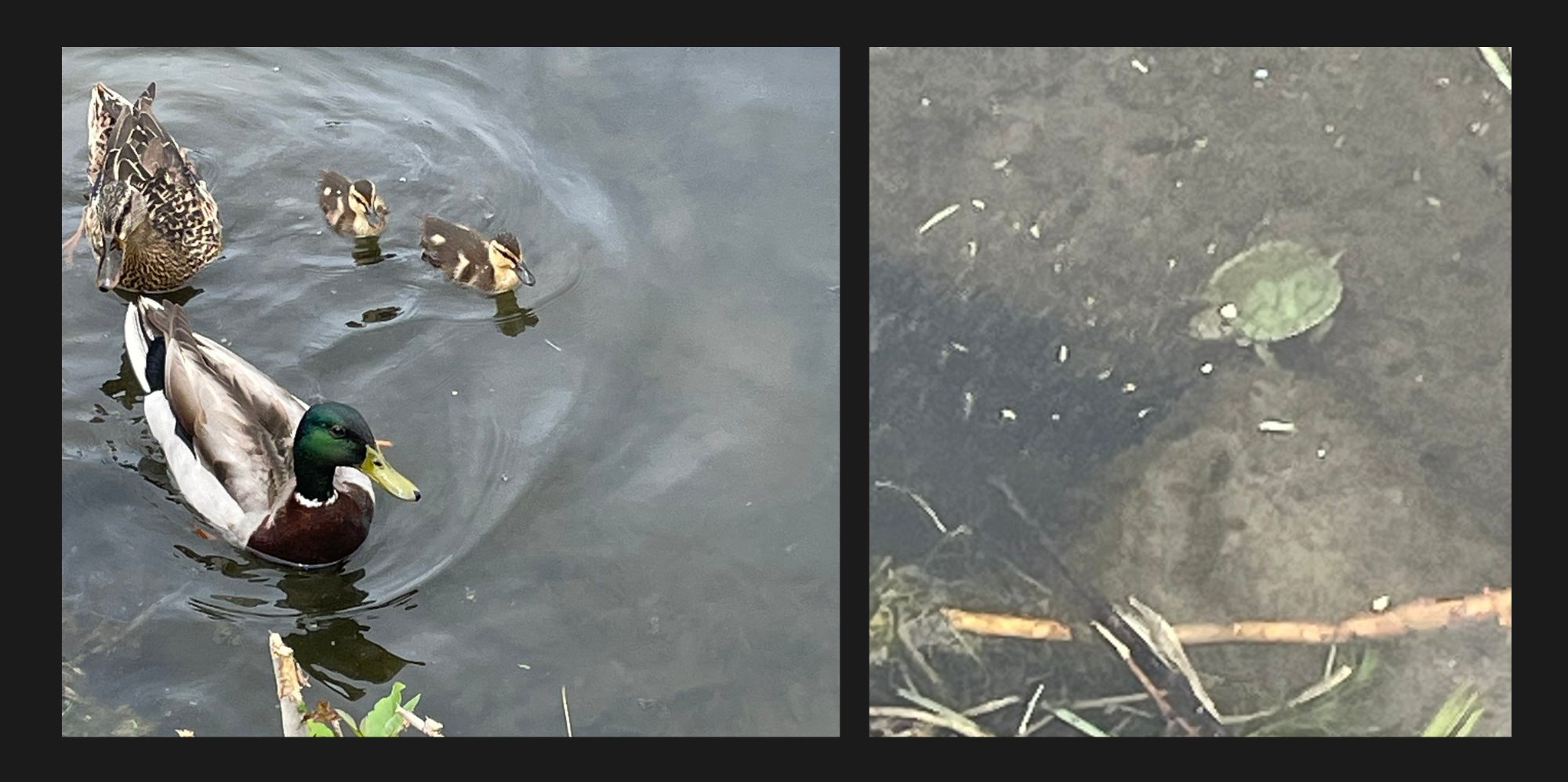 A mallard and female duck swimming in the pond with their two ducklings next to a tiny turtle swimming near the rocks.