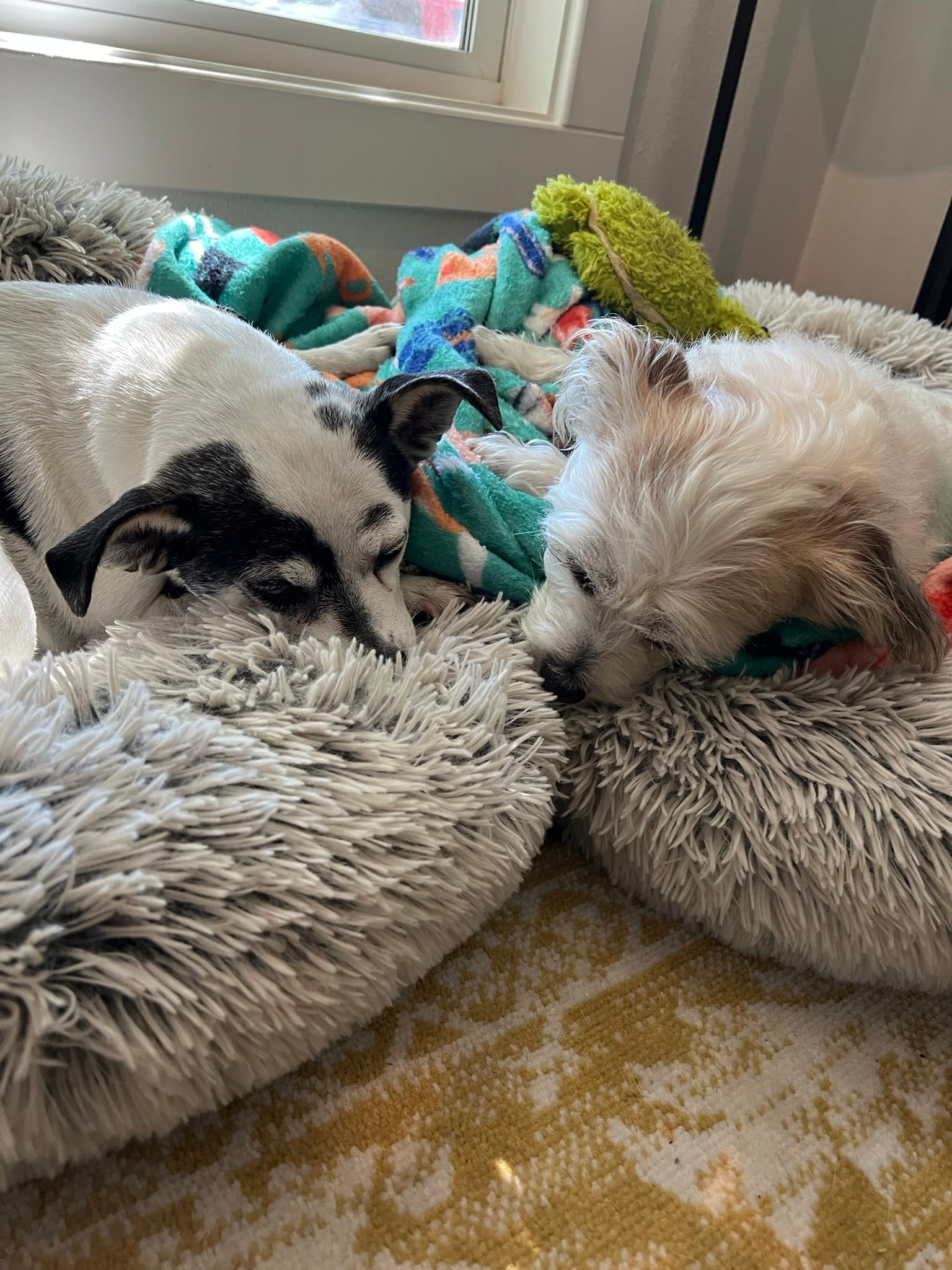 Two dogs sleeping peacefully on couch in tiny home after thunderstorm