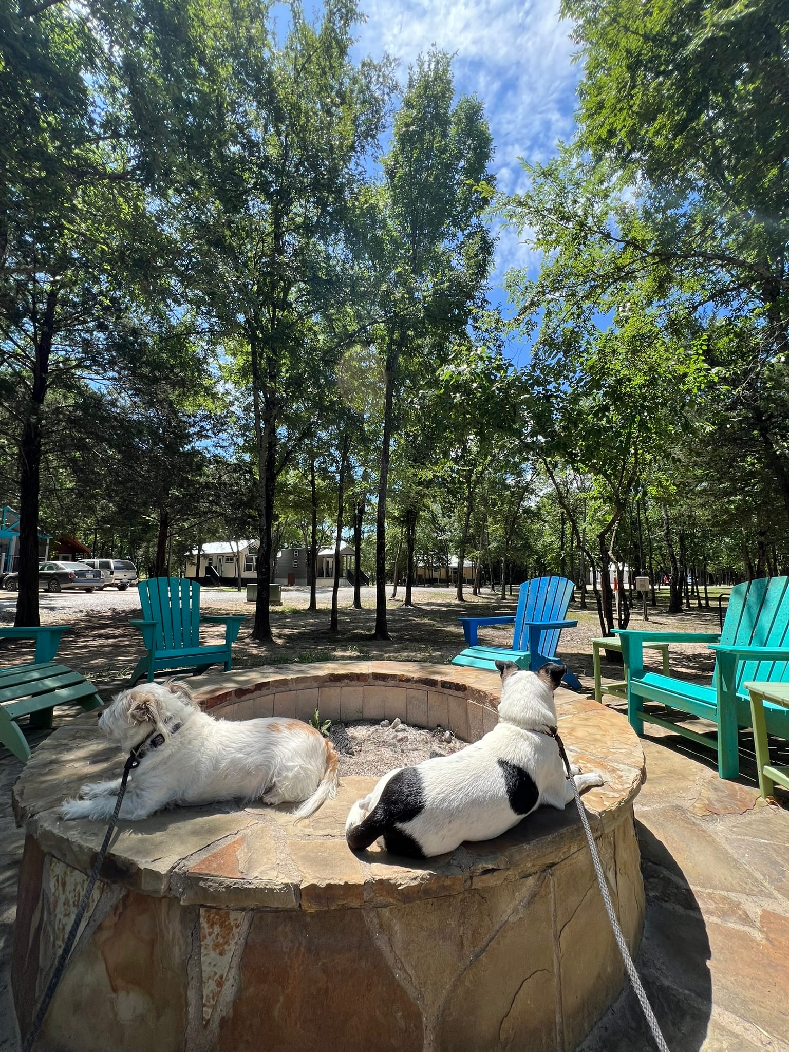 Dogs settling into tiny home community life during morning walk routine