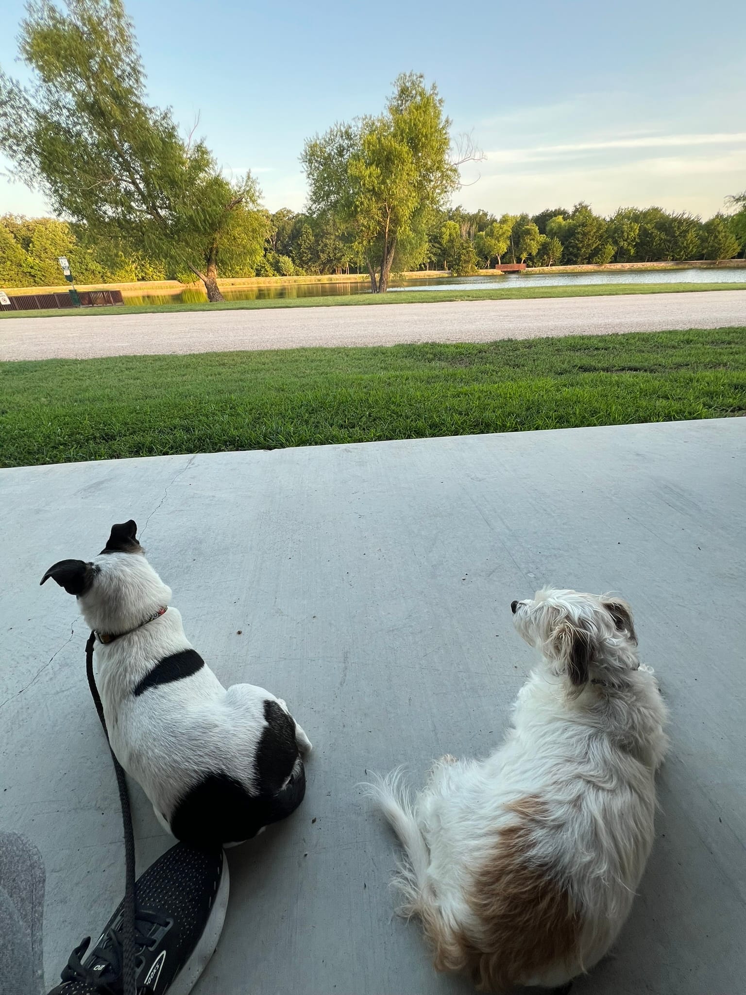 Two dogs relaxing on a porch at a tiny home rental, overlooking a quiet rural community