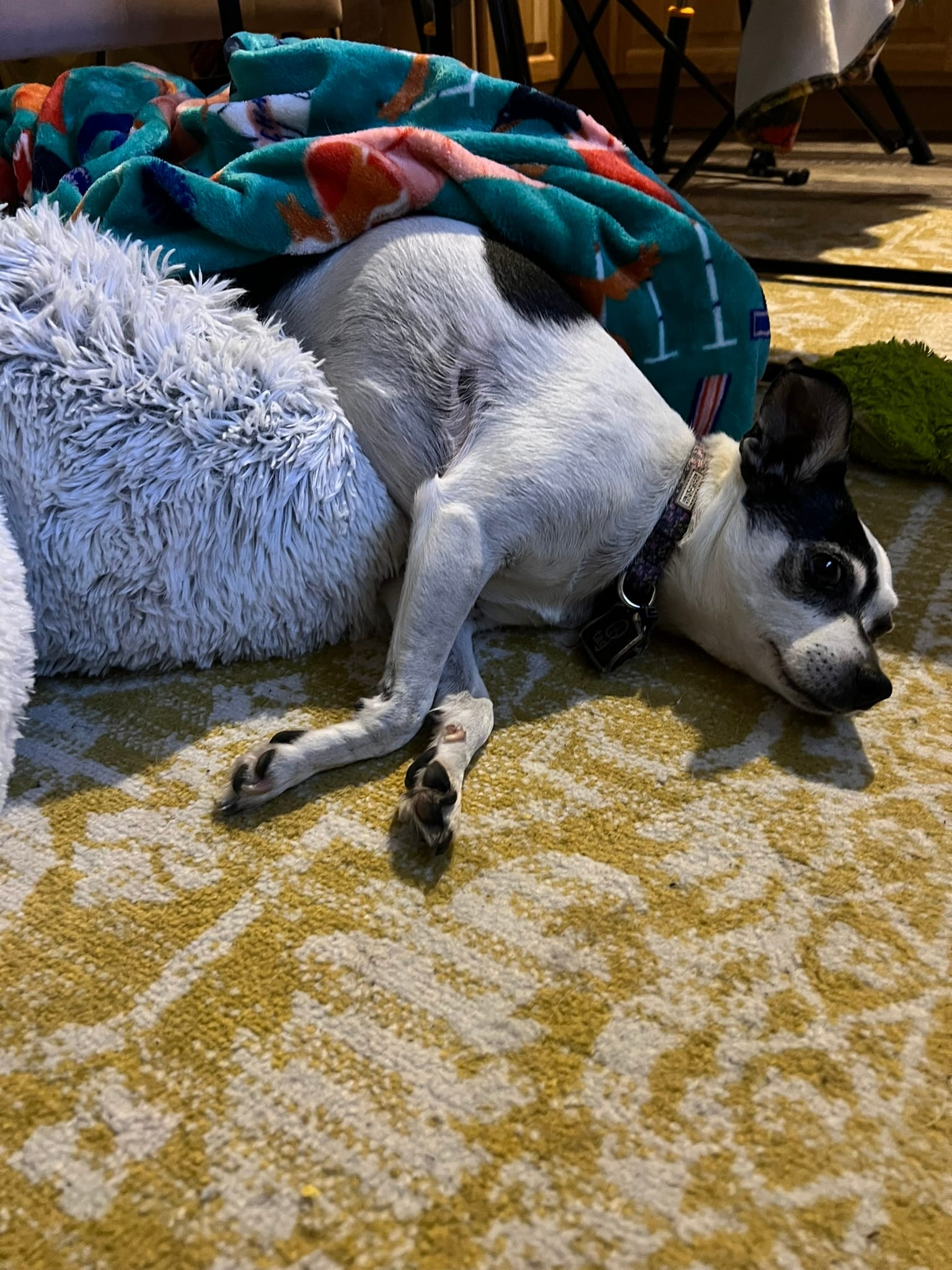 Dog exhausted and sleeping after spa day at rural veterinary clinic
