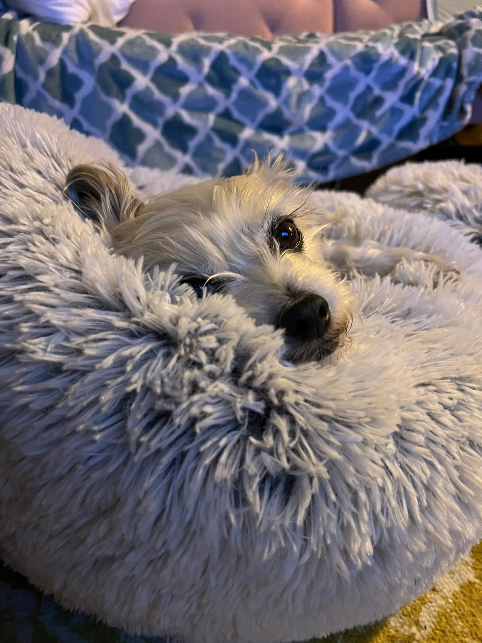 Relaxed dog showing the calmer pace of mornings in tiny home life