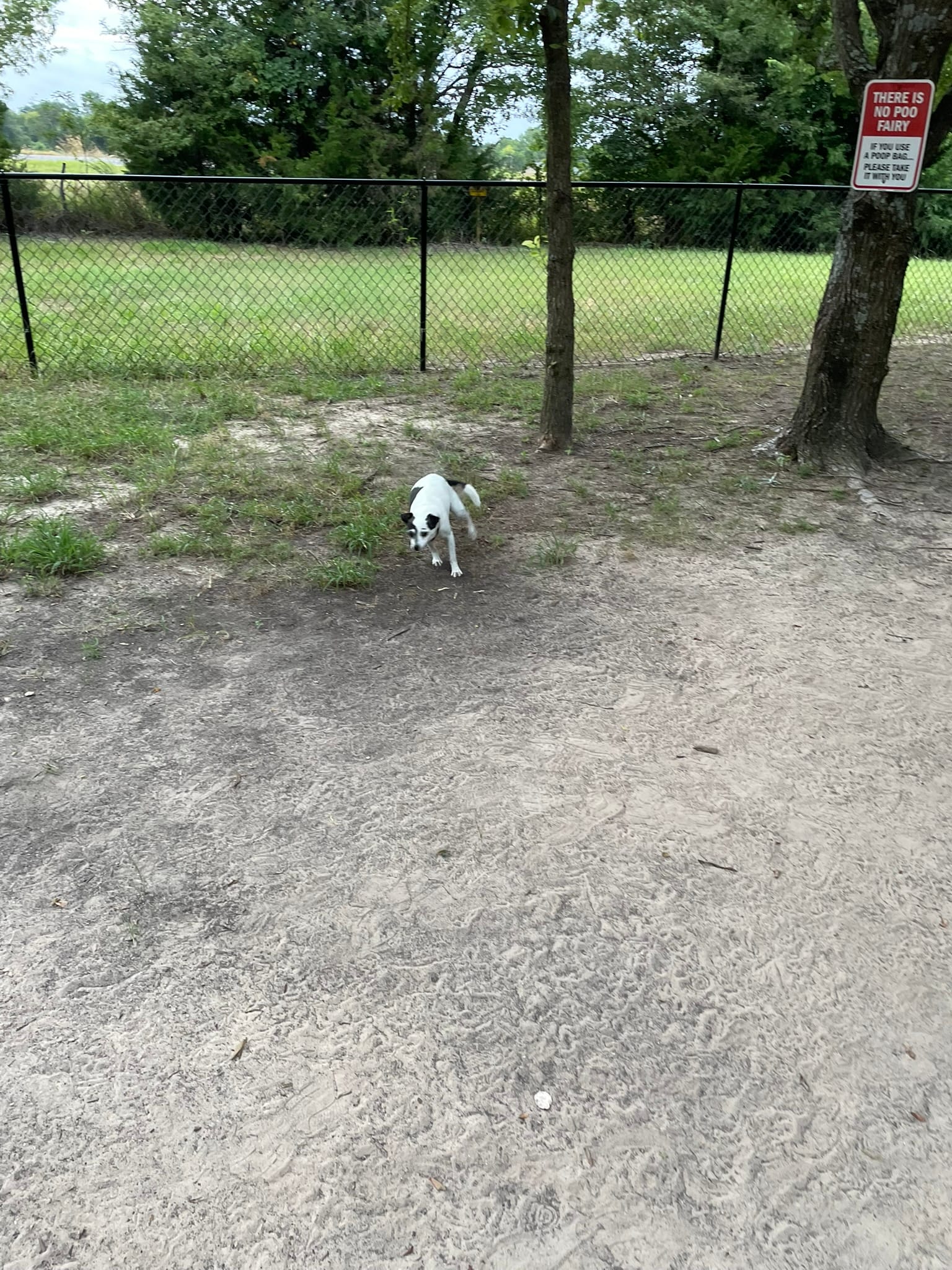 A small black and white dog (Chula) running joyfully in a dirt dog park.