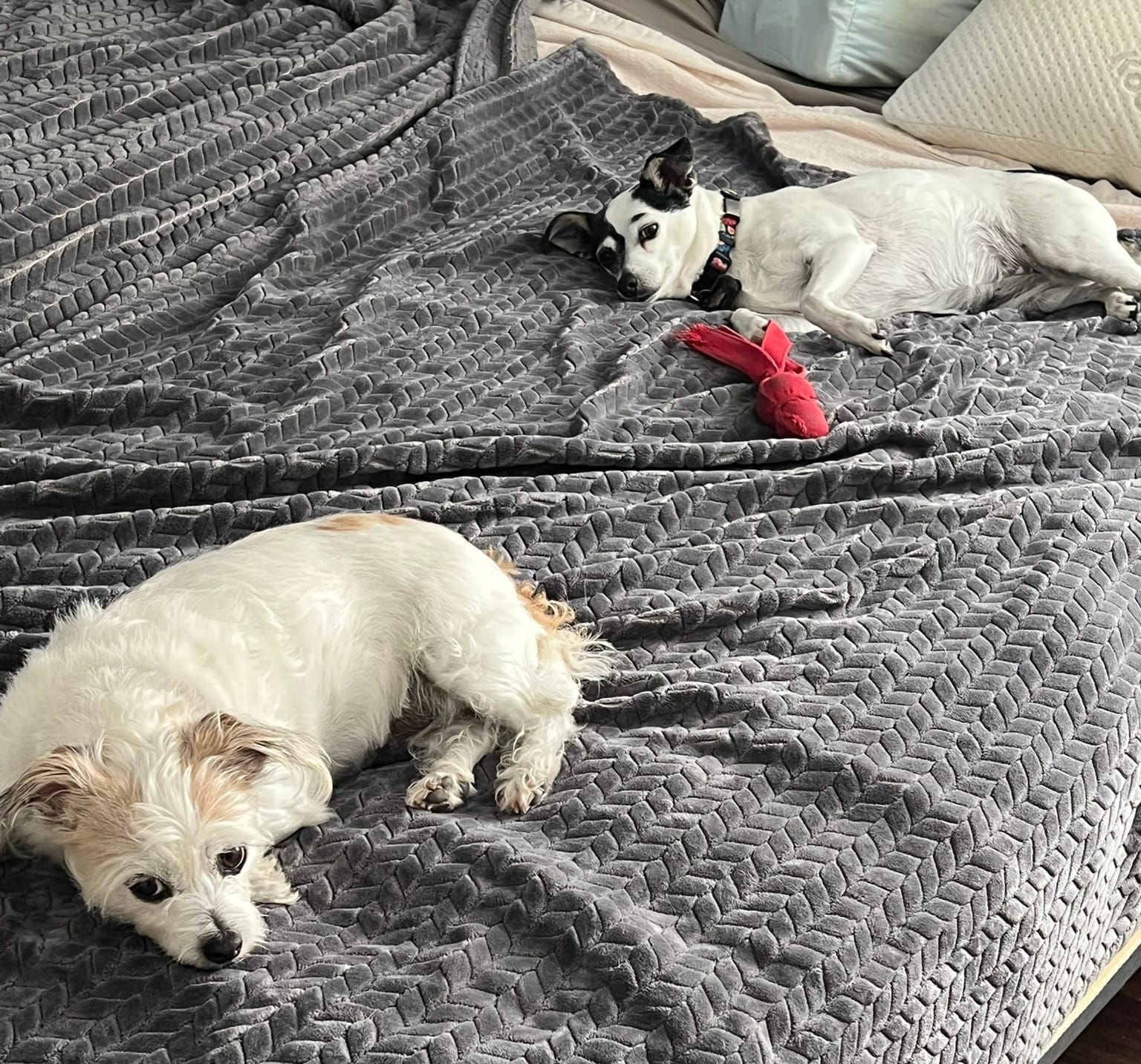 Two small dogs, Zori (white and scruffy) and Chula (black and white) relaxing on a gray, freshly washed blanket on a bed.