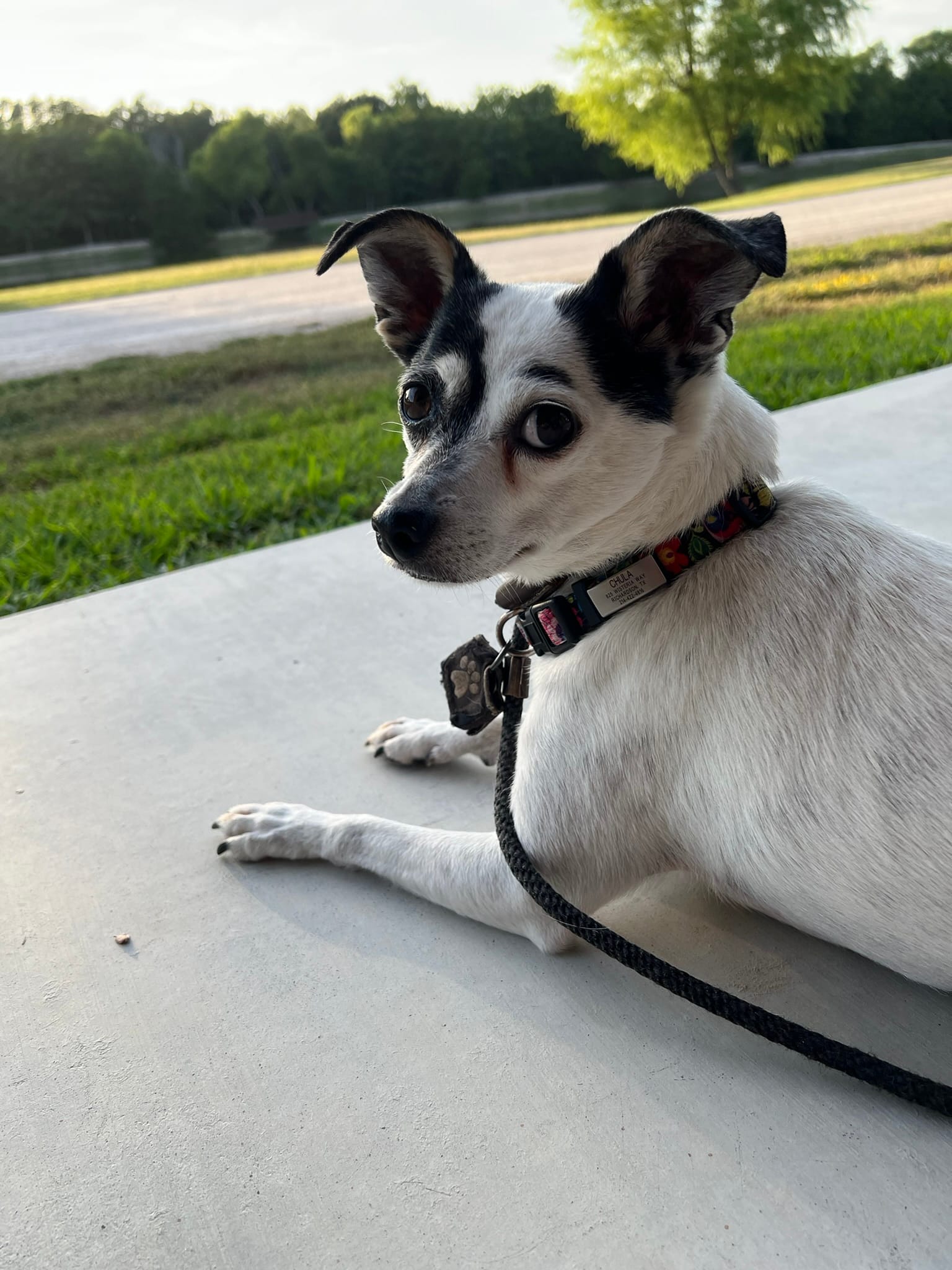 A small black and white dog (Chula) with large ears lying on a concrete patio, looking back at the camera while on a leash.