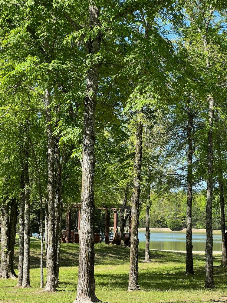 Serene wooded setting at the tiny home community with tall trees creating a natural pathway leading toward a glimpse of lake and gathering area, symbolizing the transition between worlds.