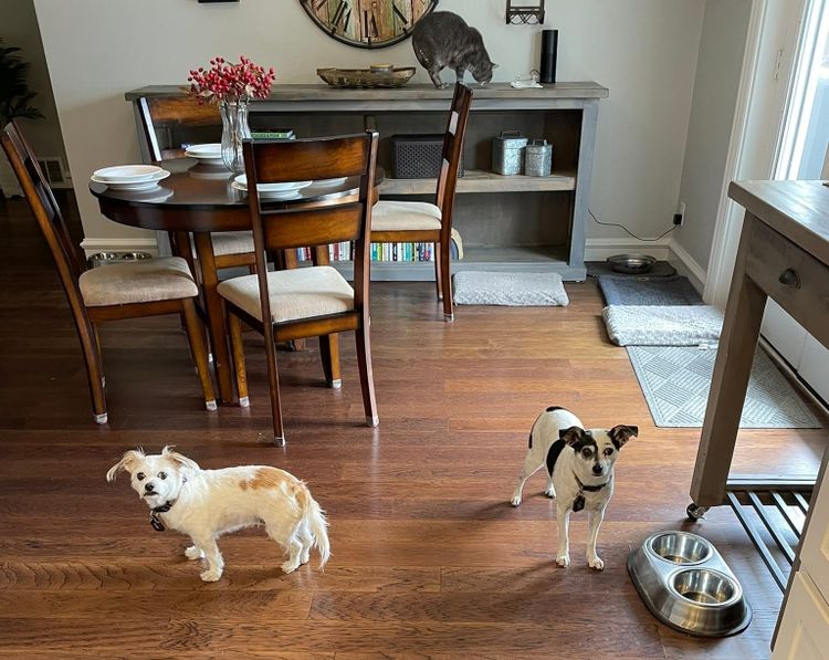 Two small dogs standing on a wooden floor watching while a gray cat sits on a buffet table in the background. The dining area appears tidy and staged for a home showing.
