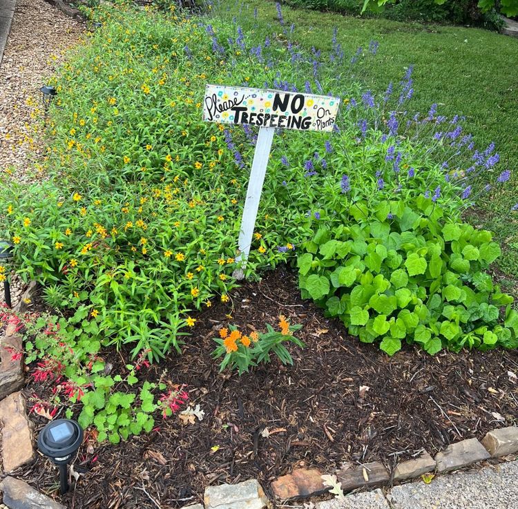 Vibrant pollinator garden with yellow, purple, and red flowers surrounding a hand-painted sign that reads 'Please NO TRESPEEING On Plants'.