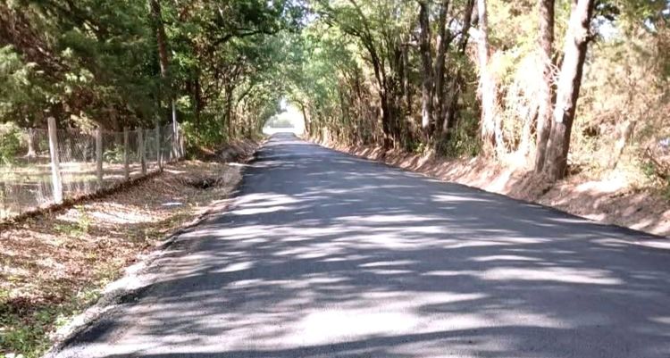 A quiet tree-lined country road with sunlight at the end, symbolizing slow, intentional progress.