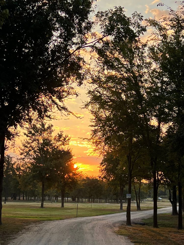 Golden sunrise through trees over tiny house community with tree-lined pathways