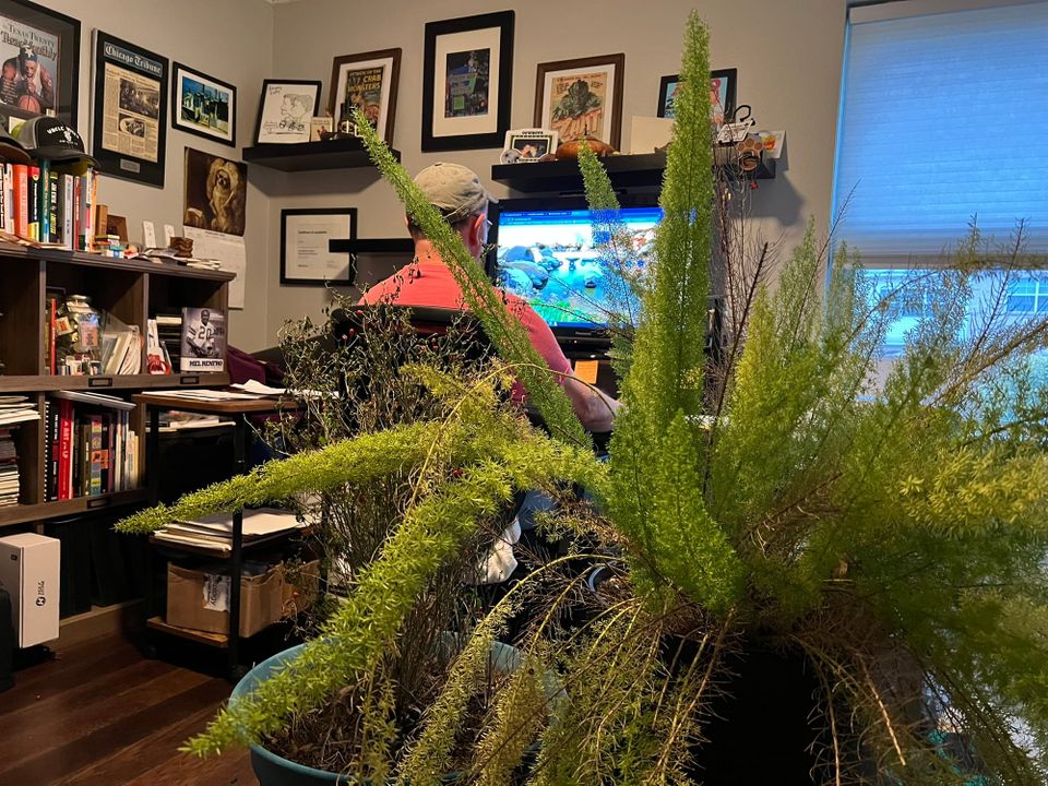 Home office turned temporary greenhouse, with tall asparagus ferns dominating the foreground and framed  memorabilia on walls