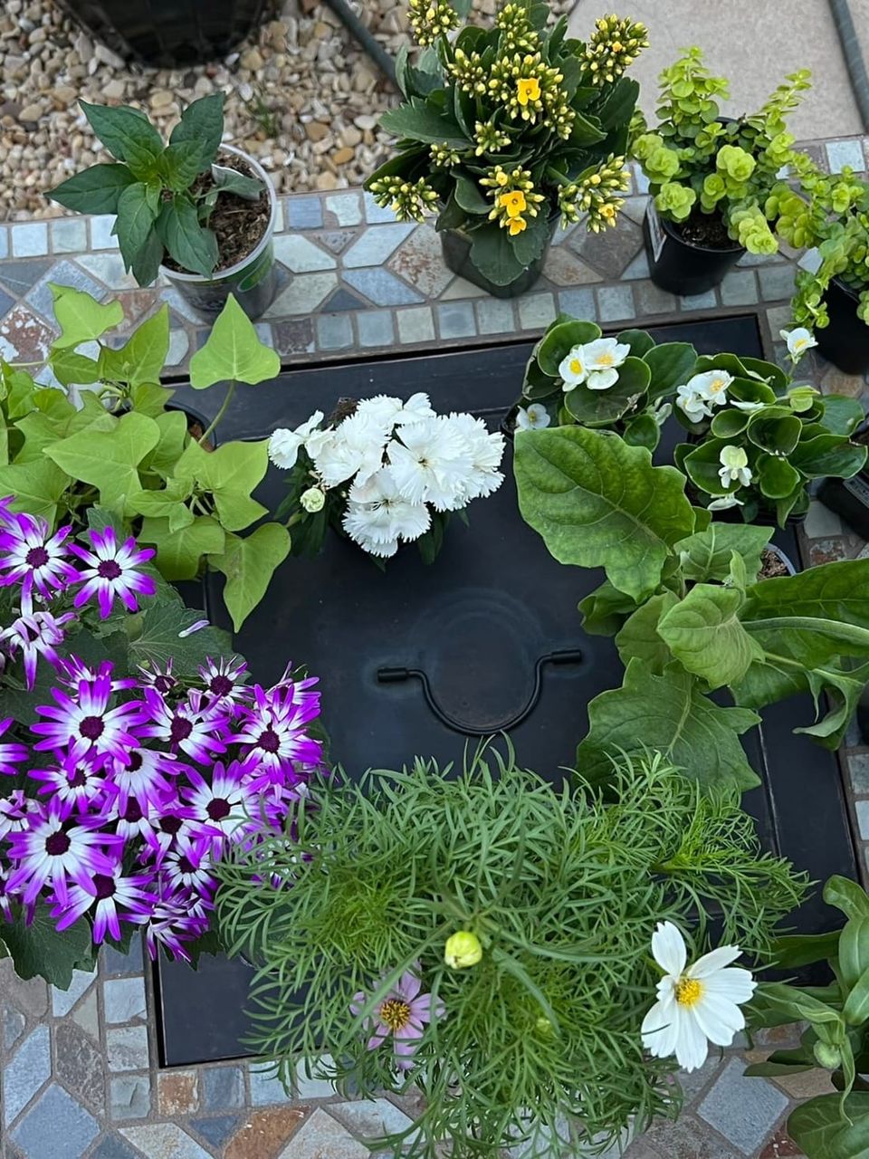 Colorful spring flowers in planters including purple cineraria, white dianthus, and yellow calendula arranged on a decorative tiled garden surface.