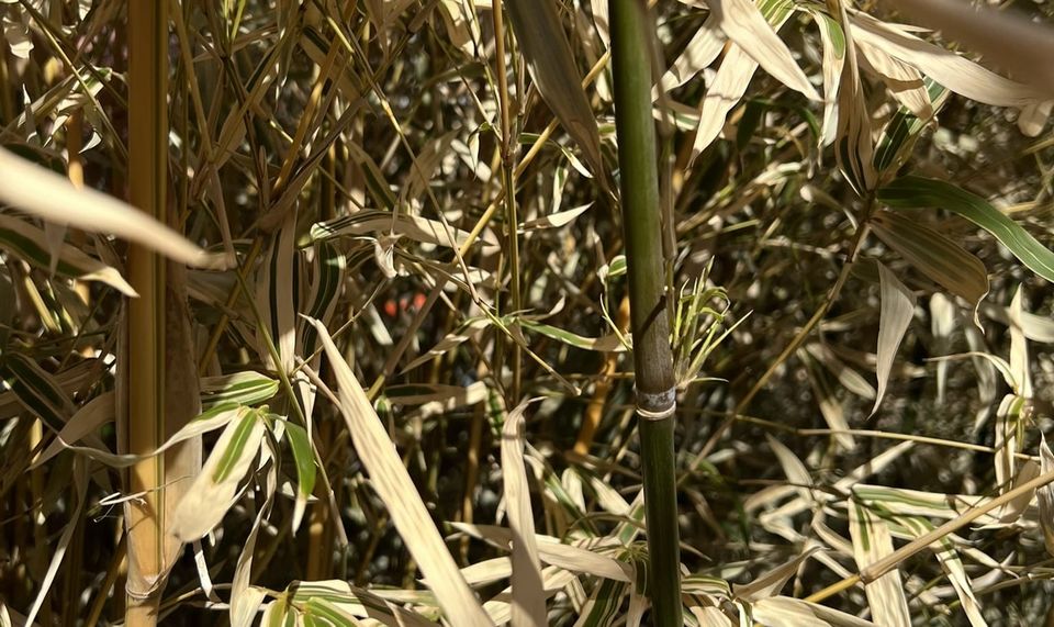 Close-up of bamboo stalks showing a mix of green stems and dried leaves with sunlight filtering through the dense growth.