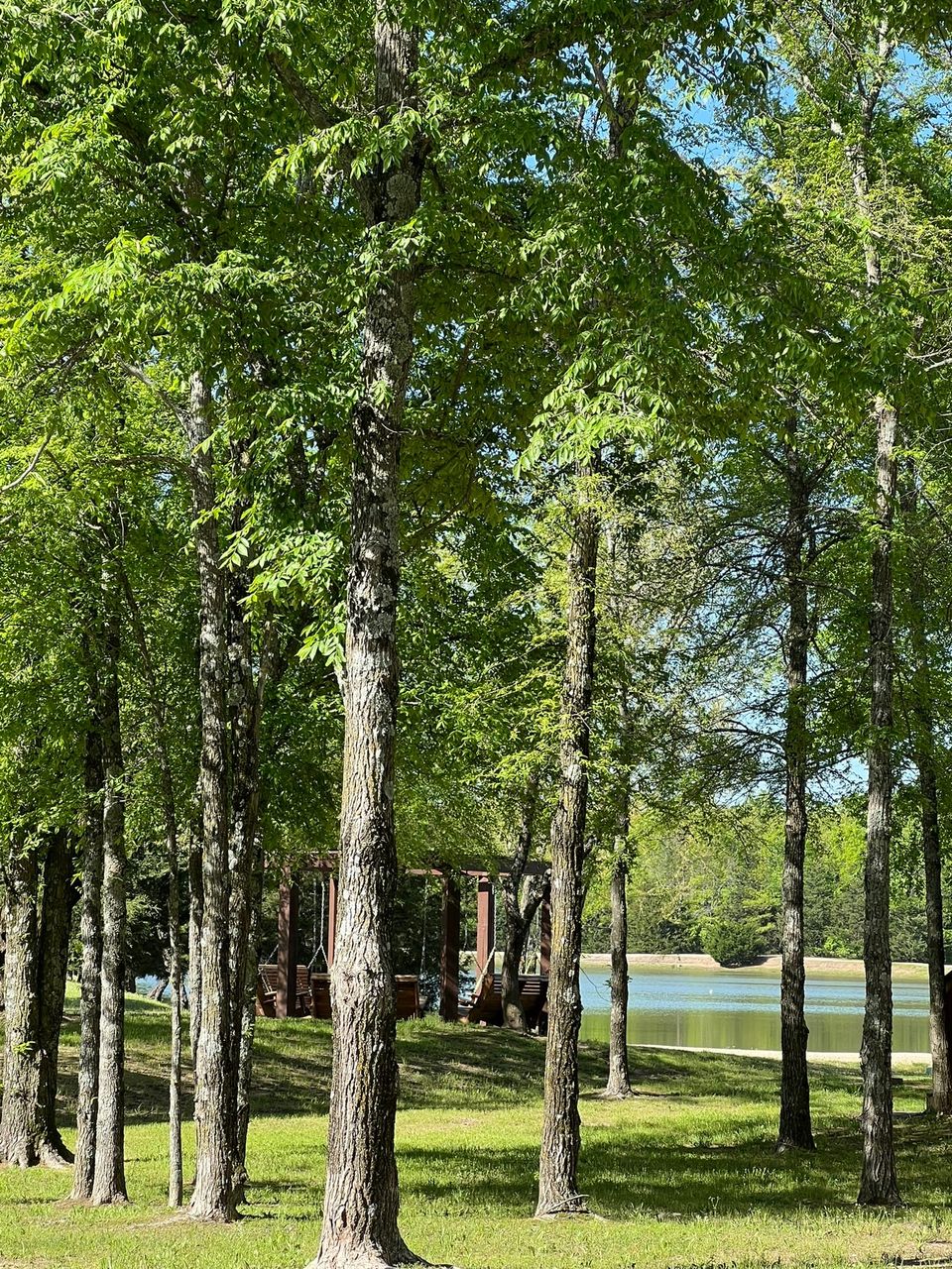 Serene wooded setting at the tiny home community with tall trees creating a natural pathway leading toward a glimpse of lake and gathering area, symbolizing the transition between worlds.