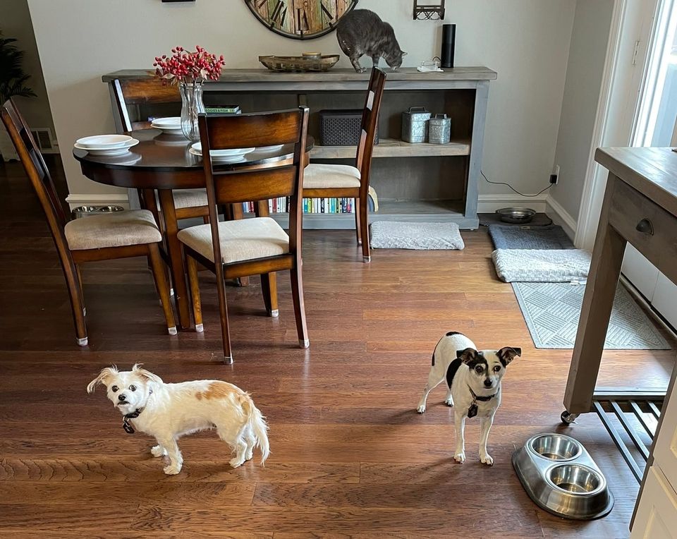 Two small dogs standing on a wooden floor watching while a gray cat sits on a buffet table in the background. The dining area appears tidy and staged for a home showing.