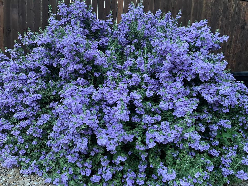 Large purple flowering bush (Lynn's Legacy Cenizo) in full bloom against wooden fence, showing resilience after surviving storm winds