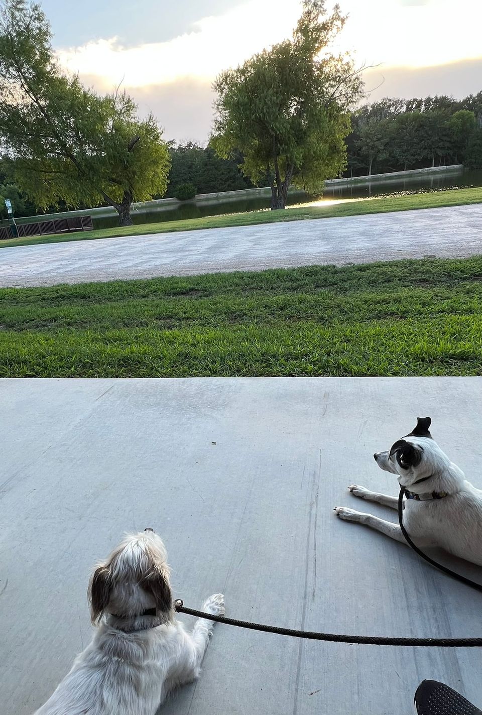 Two small dogs (one white and scruffy, one black and white) lay on a concrete patio with leashes, looking out at a lake and trees in the distance.