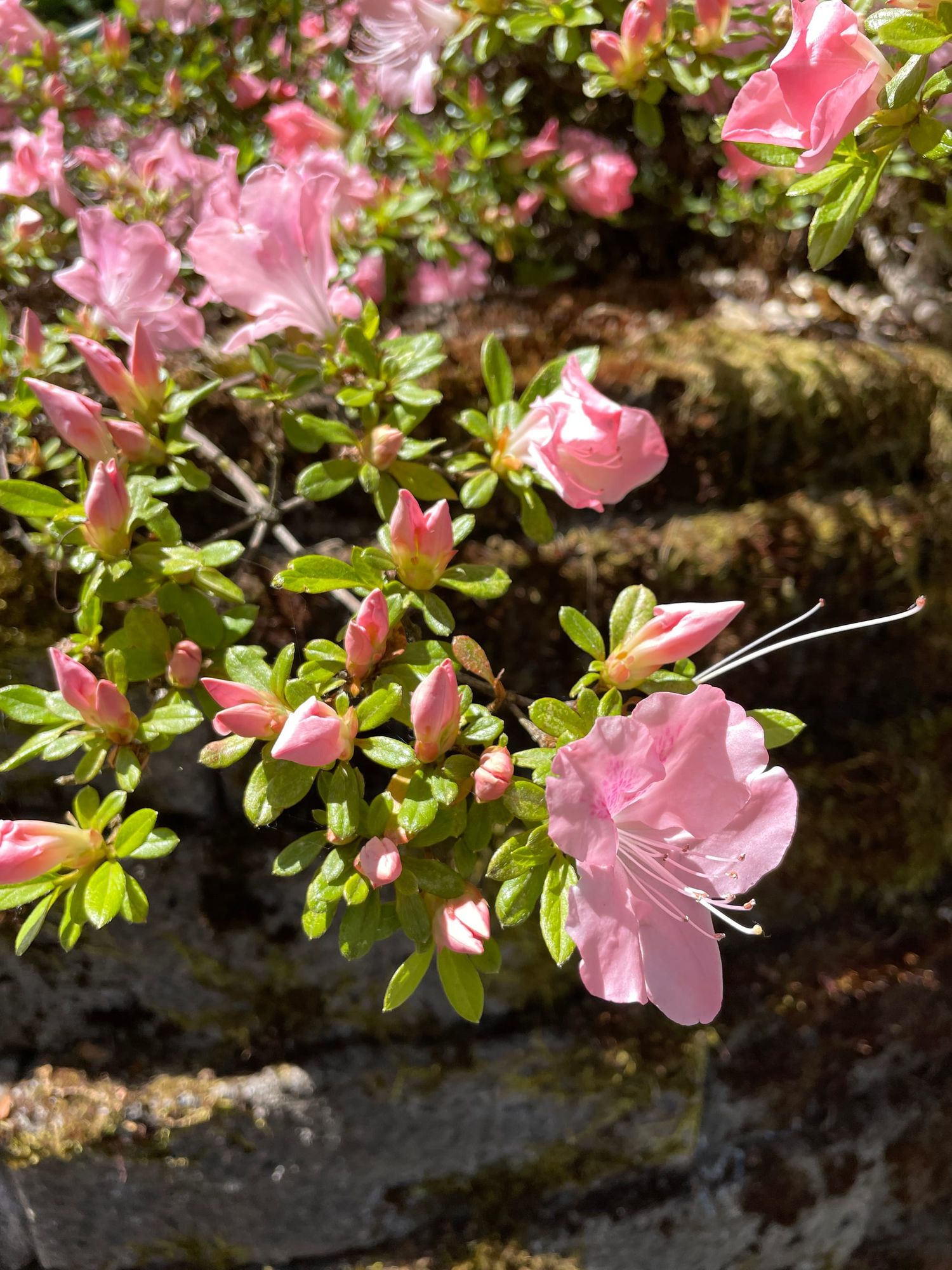 Reference photo resources