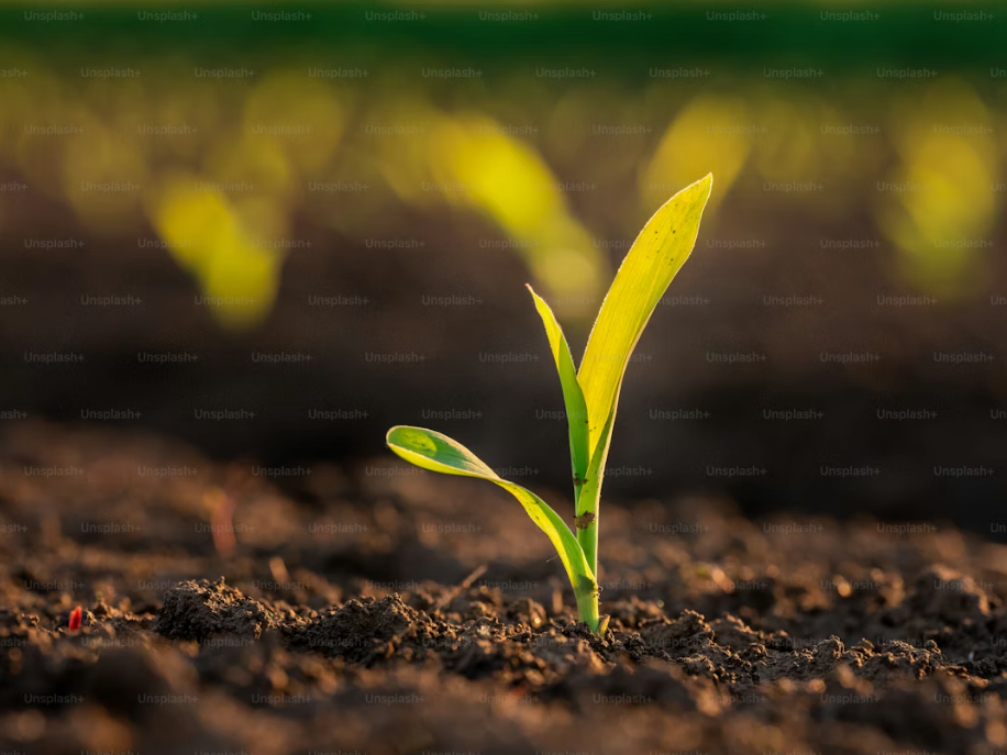 Article 04: Education as a Portal of Cultivation — Stripping Away the Illusion of "Self-Derivation"
