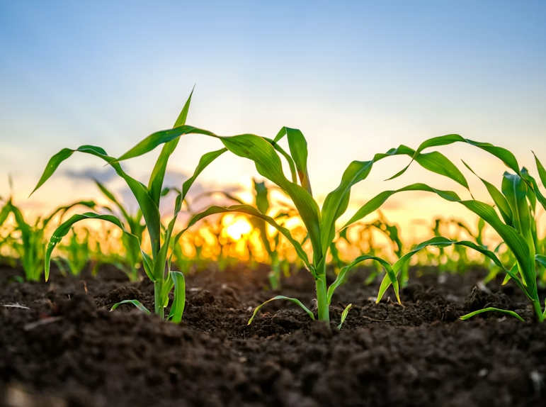 6.3.1 | Agriculture: The Primordial Binding to Matter