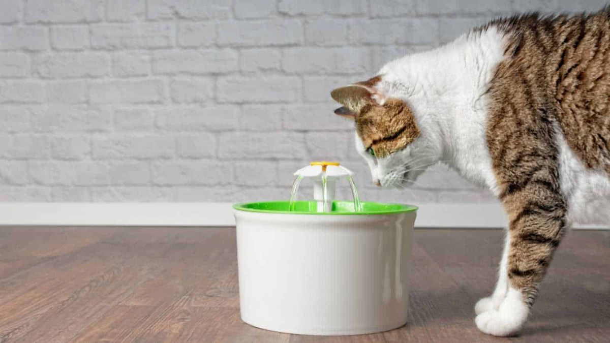 36｜The Limits of Language: The Cats and the Automatic Water Dispenser