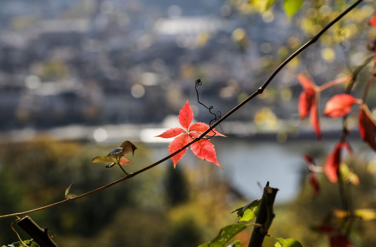 73｜Characteristics of the After-Linguistic Mode