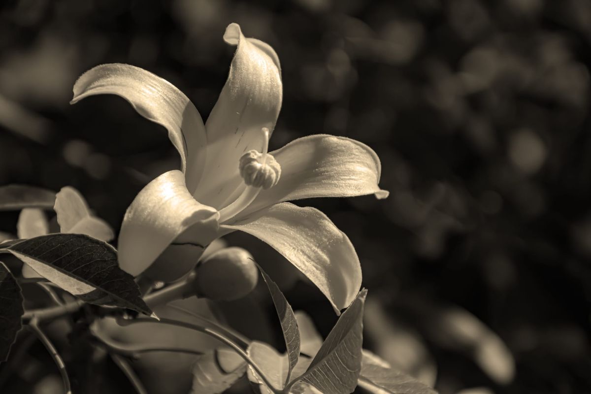 42｜The Mode of Presence: Cognition Beyond Language