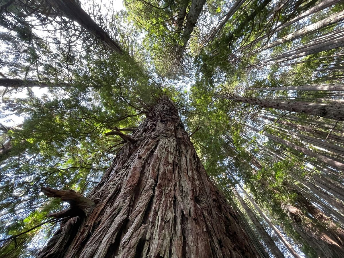 3.4｜Defining Success: Is the Great Tree Truly More "Successful"?