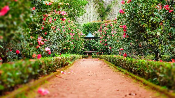 01 ｜ The Garden of Emergence: Deconstructing the Myth of Managed Education