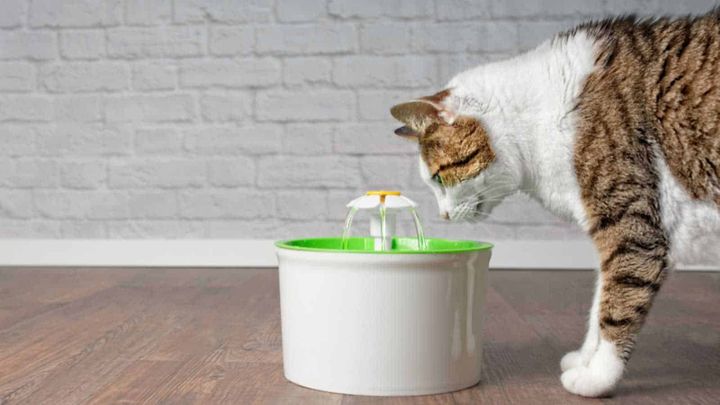 36｜The Limits of Language: The Cats and the Automatic Water Dispenser