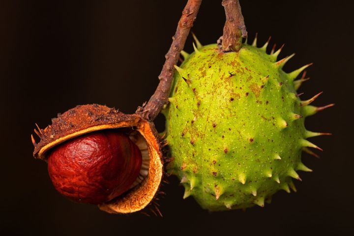 PRACTICE SECTION 06 |  Judging the Results of Practice: Fruit and Right Mindfulness