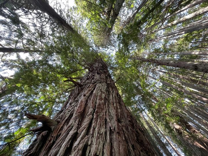 3.4｜Defining Success: Is the Great Tree Truly More "Successful"?