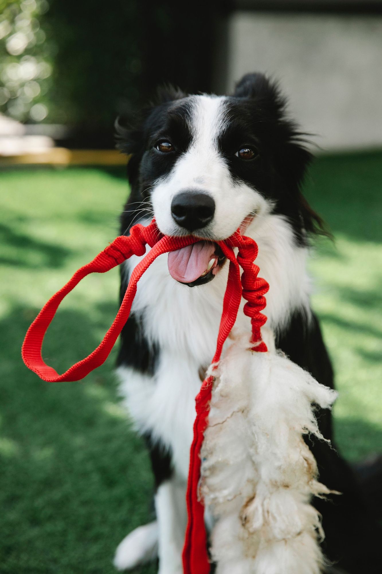 obedient dog