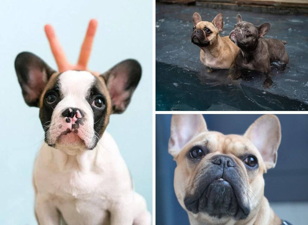 best shampoo for french bulldogs