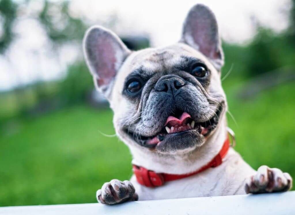 best probiotic for english bulldogs