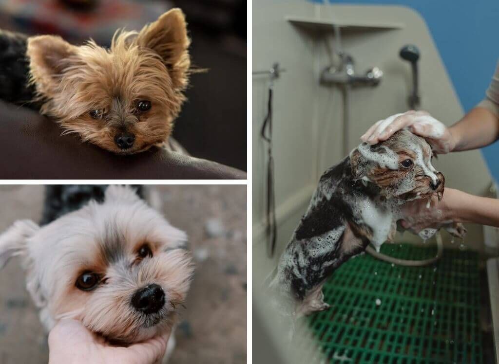 best shampoo for a yorkie