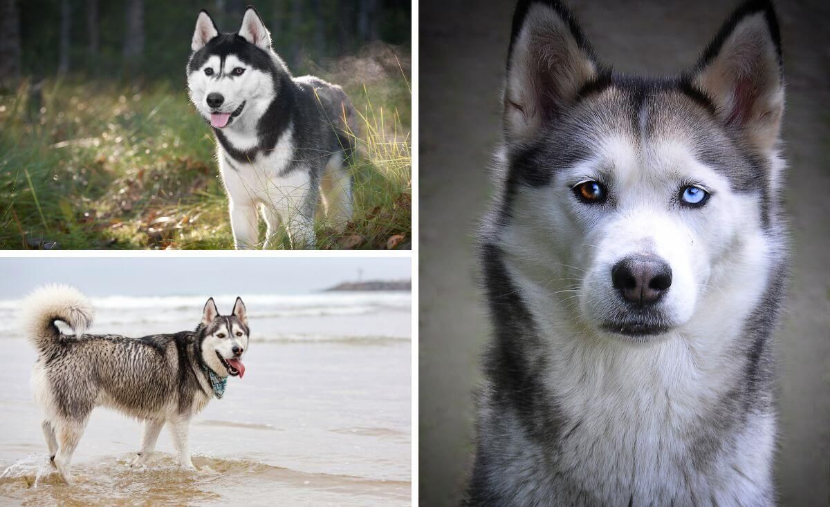 best husky shampoo