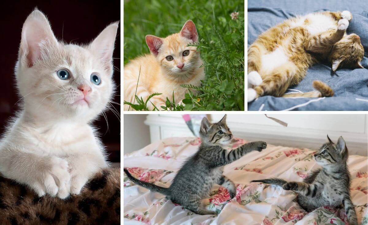 best flea shampoo for kittens
