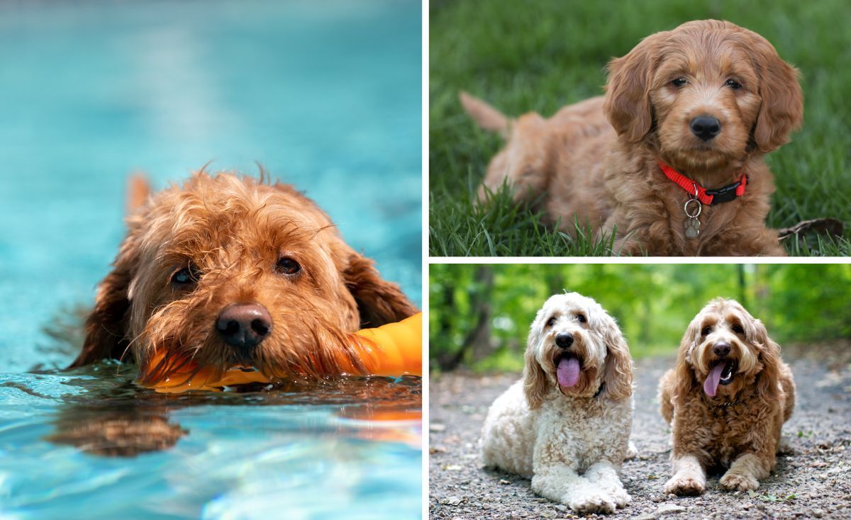best shampoo for golden doodle